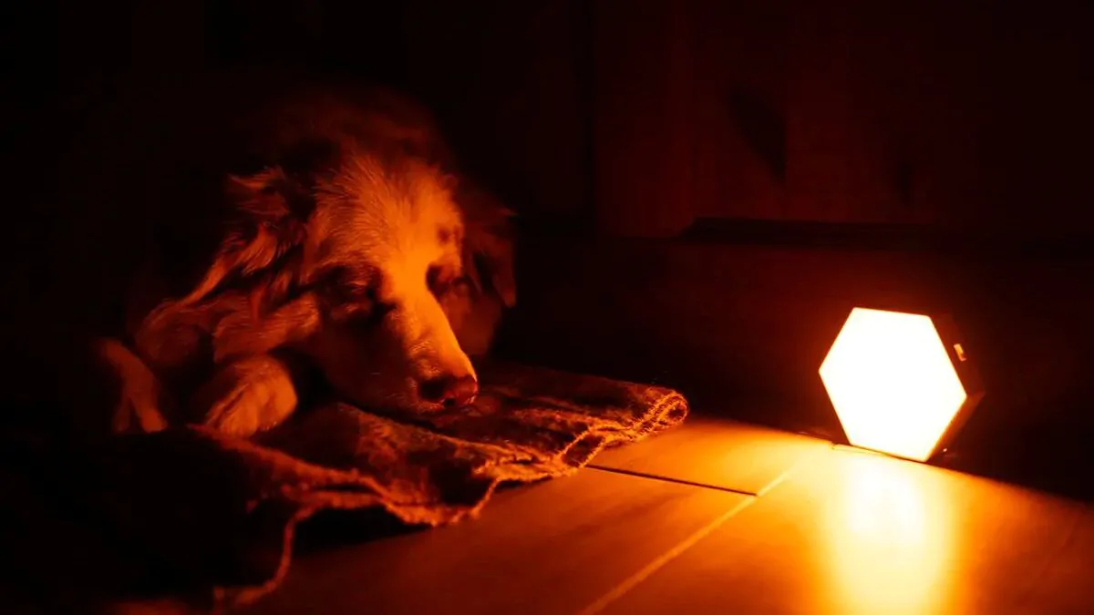 Pes spí u světla Nočního světla Oranžovka